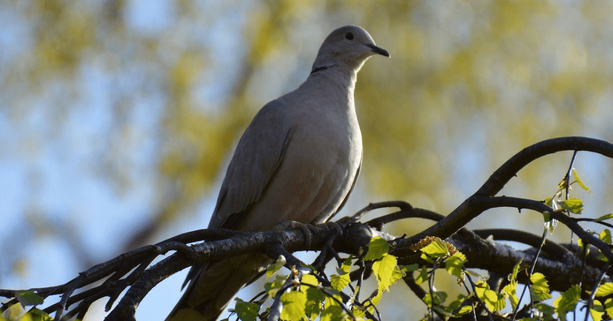 Featured Image for How to Throw A Last Minute Dove Hunt